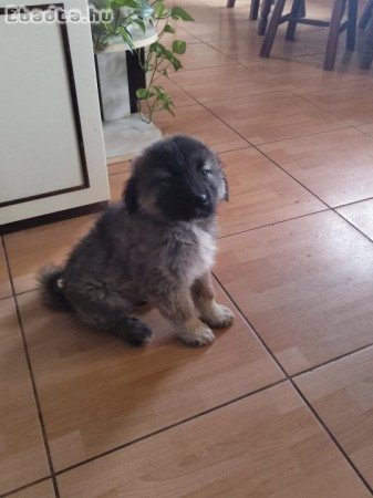 2 kaukázusi kölyök új családot keres RÁCKEVE