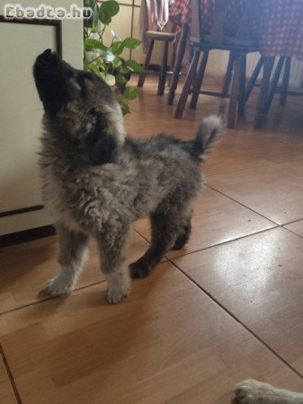 2 kaukázusi kölyök új családot keres RÁCKEVE