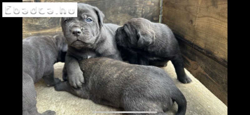 Eladó Cane Corso kiskutyák