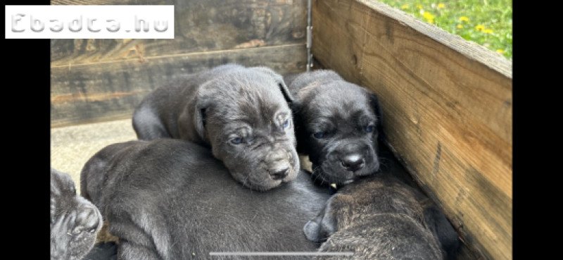 Eladó Cane Corso kiskutyák