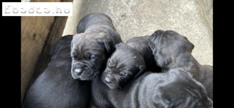 Eladó Cane Corso kiskutyák