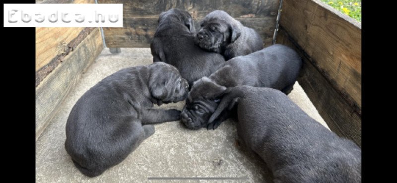 Eladó Cane Corso kiskutyák