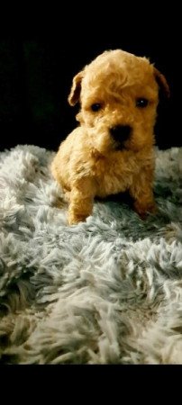 Máltai+uszkár=Maltipoo havanese bichon