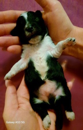 Máltai+uszkár=Maltipoo havanese bichon