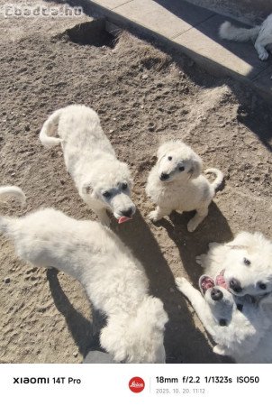 Eladò kuvasz kölykök Nagytőkèn