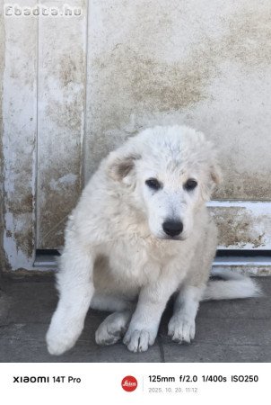 Eladò kuvasz kölykök Nagytőkèn