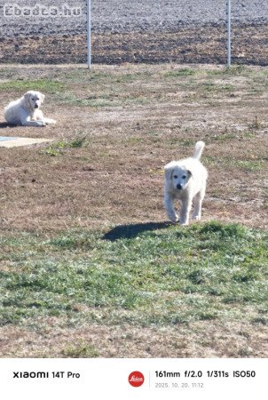 Eladò kuvasz kölykök Nagytőkèn