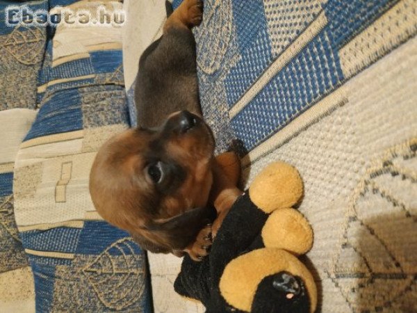 Törpe tacskó kiskutyák