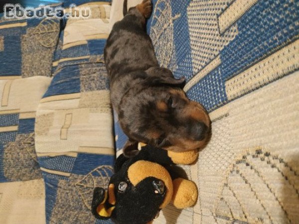 Törpe tacskó kiskutyák