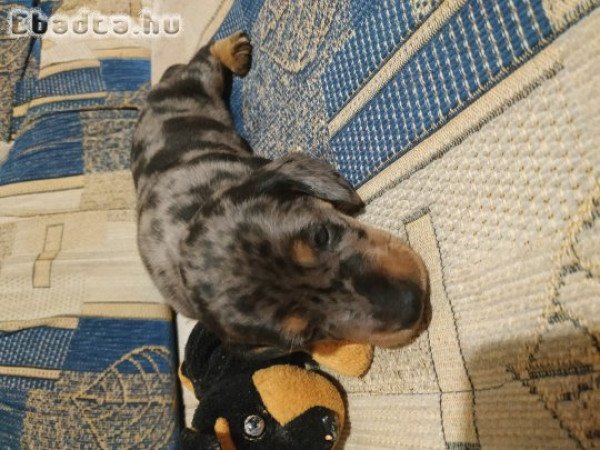 Törpe tacskó kiskutyák