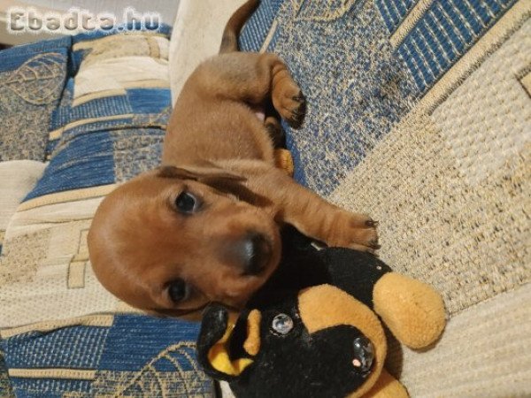 Törpe tacskó kiskutyák