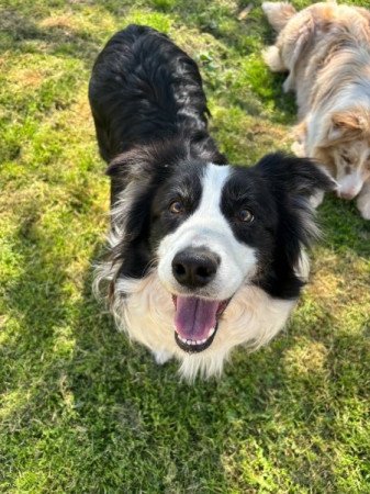 Border Collie