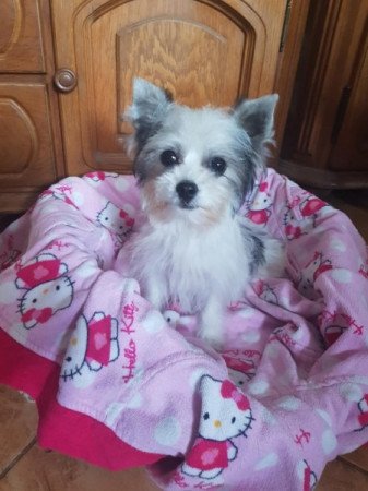 Biewer Yorkshire terrier yorki