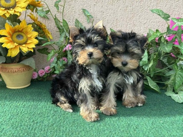 Yorkshire terrier