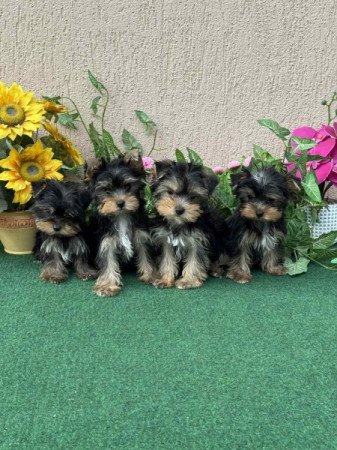 Yorkshire terrier