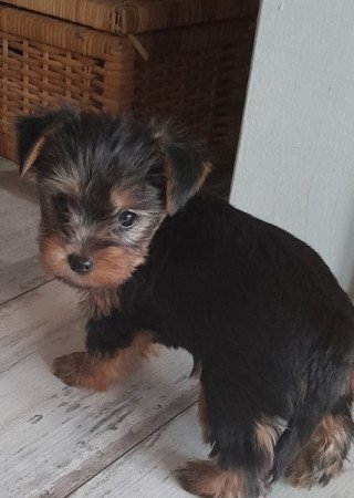 Yorkshire Terrier