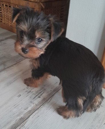 Yorkshire Terrier