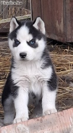 Gyönyörű Husky kiskutyák