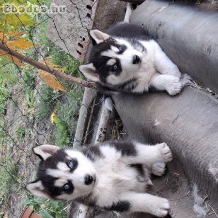 Gyönyörű Husky kiskutyák