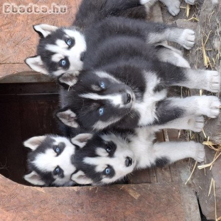 Gyönyörű Husky kiskutyák