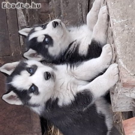 Gyönyörű Husky kiskutyák