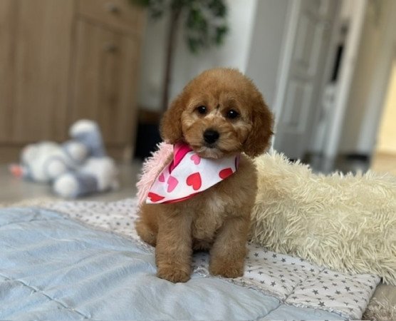 ❤️ Cavapoo ❤️