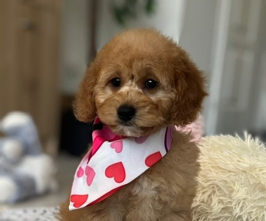 ❤️ Cavapoo ❤️