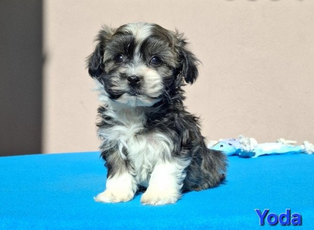 Bichon havanese