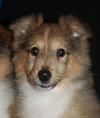 Sheltie (Shetland sheepdog)