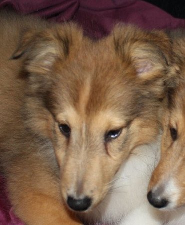 Sheltie (Shetland sheepdog)