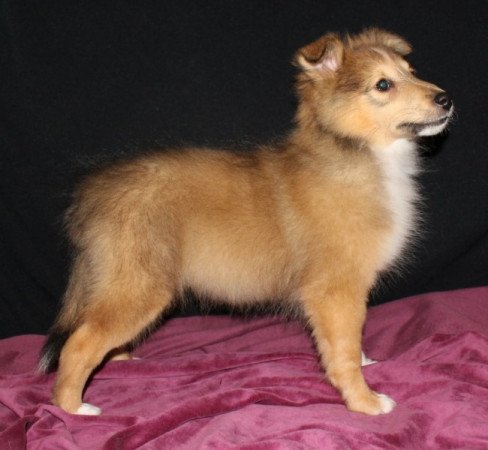Sheltie (Shetland sheepdog)