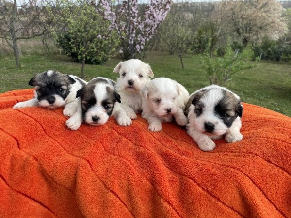 Bichon havanese