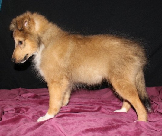Sheltie (Shetland sheepdog)