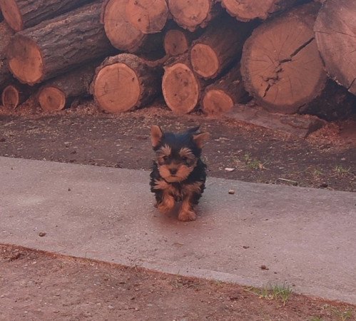 Yorkshire terrier