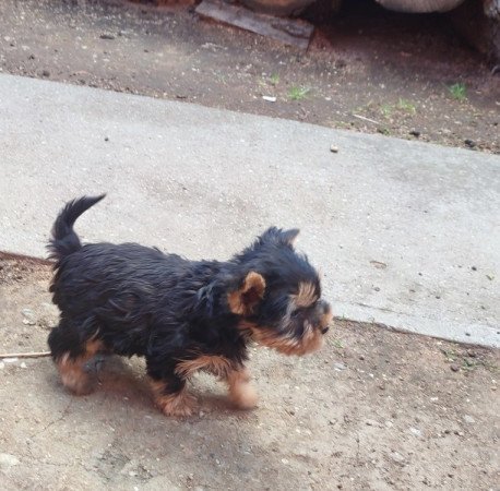 Yorkshire terrier