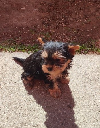 Yorkshire terrier