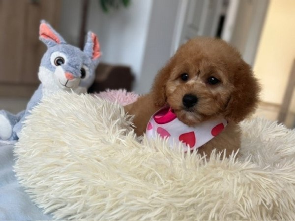 ❤️ Cavapoo ❤️