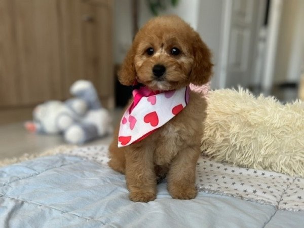 ❤️ Cavapoo ❤️