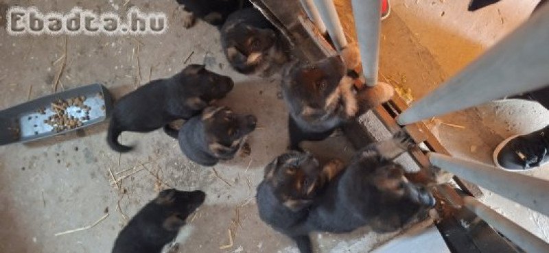 Németjuhász kiskutyák