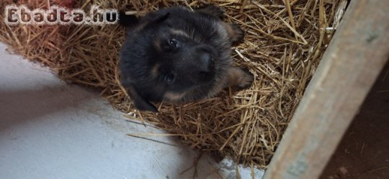 Németjuhász kiskutyák