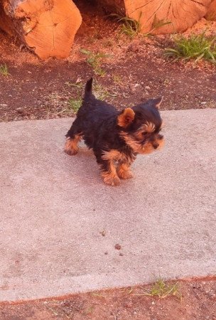 Yorkshire terrier