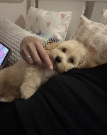 Maltipoo maltai selyem es torpe uszkar