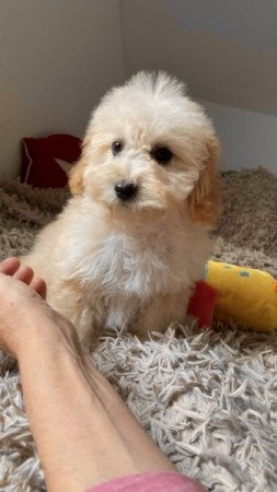 Maltipoo maltai selyem es torpe uszkar