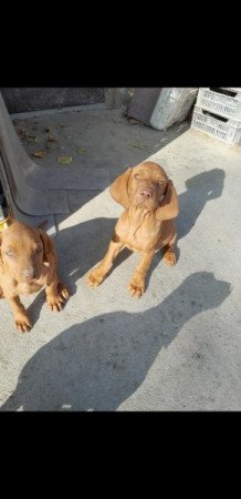 Magyar vizsla