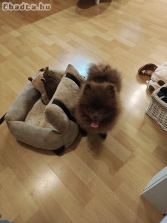 Pomeraniai törpe spitz, törzskönyvezett