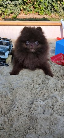 Pomeraniai törpe spitz, törzskönyvezett