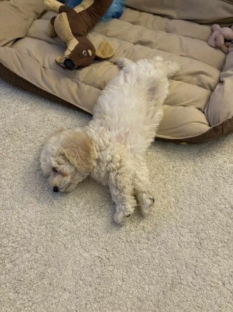 Maltipoo maltai selyem es torpe uszkar