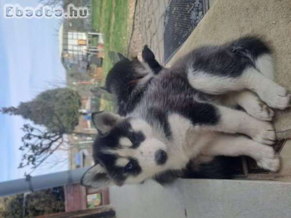 Szibériai husky kiskutyák költöznének