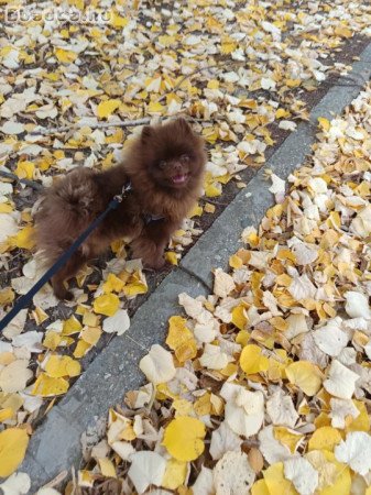 Pomeraniai törpe spitz, törzskönyvezett