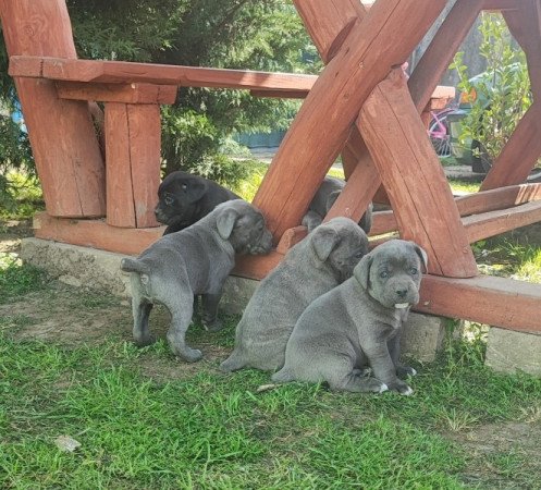 Cane corso